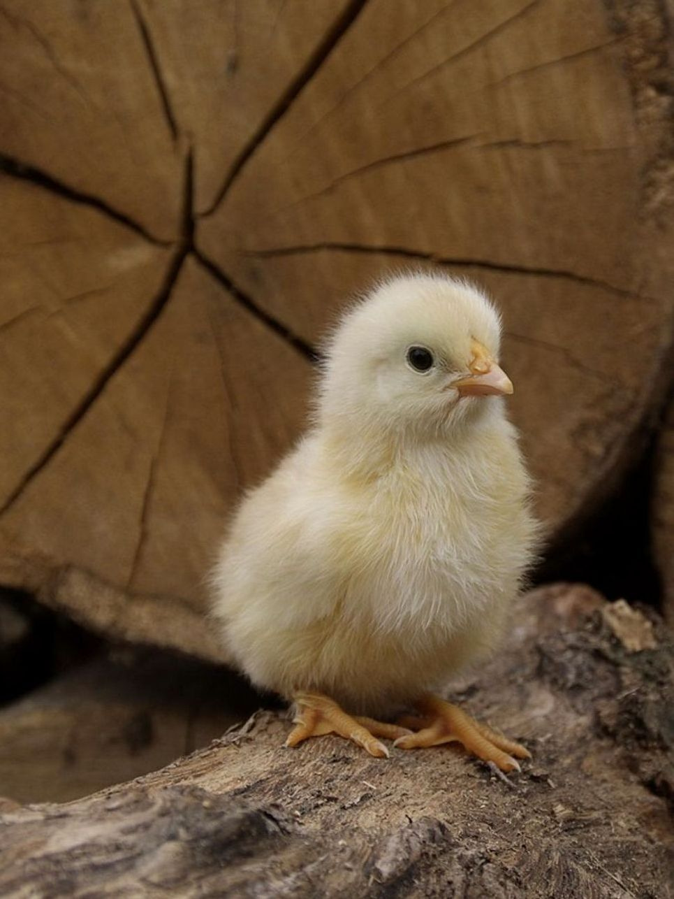 Construye tu granja de pollos